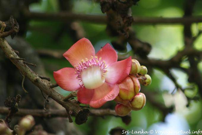 Flor en un árbol, el Real Jardín Botánico, Peradeniya - Ceilan Sri Lanka