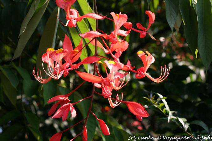 Amherstia nobilis Arboretum Peradeniya Real Jardín Botánico - Ceilan Sri Lanka