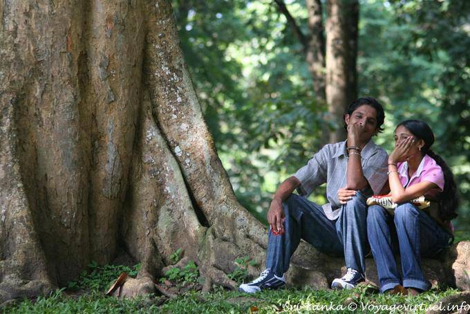 Amantes en raíces de un árbol, Real Jardín Botánico de Peradeniya - Ceilan Sri Lanka