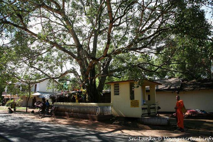 Árbol Bodhi (Bo) o ficus sagrada Kurunegala - Ceilan Sri Lanka