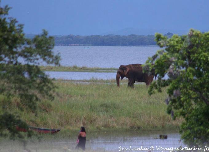 Elefantes en el Parque Nacional Kaudulla, camino Medirigiriya - Ceilan Sri Lanka