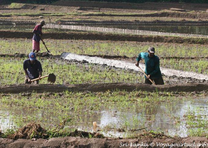 Los agricultores que trabajan en un campo de arroz, Nalanda - Ceilan Sri Lanka