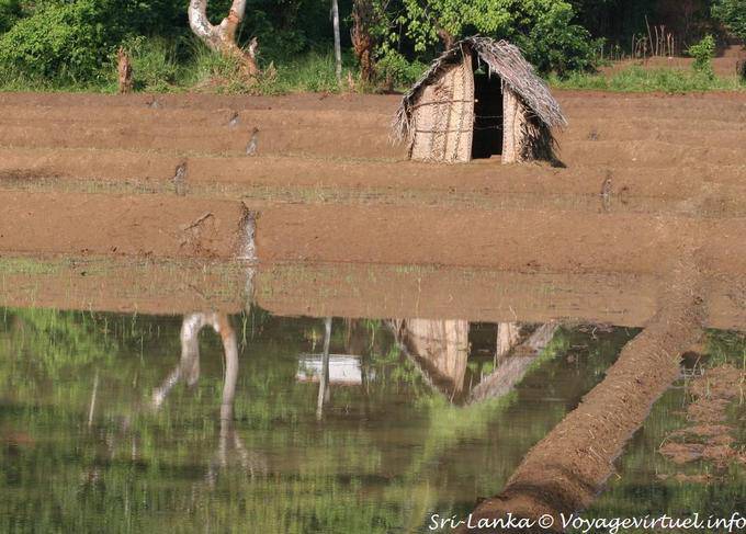 Jardín Shack en la reflexión en el agua de un arroz futuro, Nalanda - Ceilan Sri Lanka