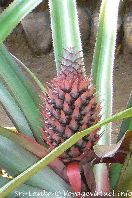 Infrutescencia Piña, jardín de especias Nalanda - Ceilan Sri Lanka