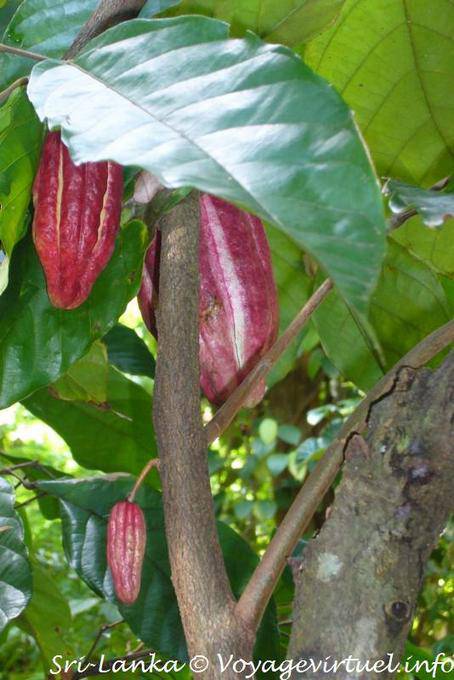 Granos de cacao en un árbol del cacao o Theobroma cacao, especias jardín, Nalanda - Ceilan Sri Lanka