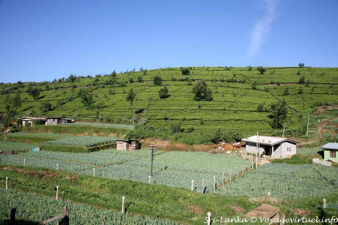 Cultivos de hortalizas en medio de plantaciones de té, Nuwara Eliya - Ceilan Sri Lanka