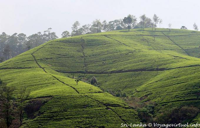 Geometría en el paisaje de las plantaciones de té, Nuwara Eliya - Ceilan Sri Lanka