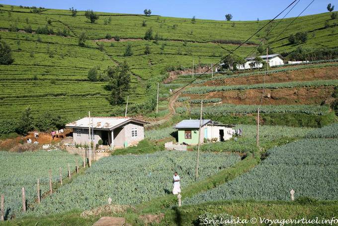 Cultivo alimentario a Tawalantenne - Ceilan Sri Lanka