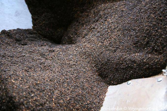 Flujo del té negro producido en la fábrica de té Glenloch, Nuwara Eliya - Ceilan Sri Lanka