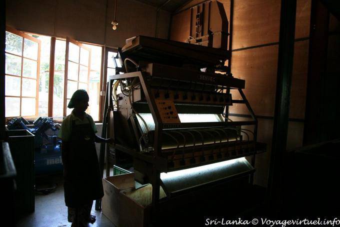 Sombra y luz en la producción de té en la fábrica de té Glenloch, Nuwara Eliya - Ceilan Sri Lanka