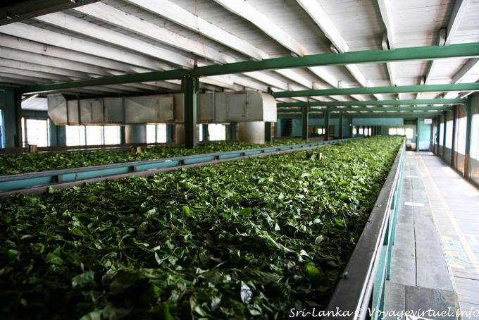 Arbustos de té Nursery a Glenloch Tea Factory, Nuwara Eliya alrededor - Ceilan Sri Lanka