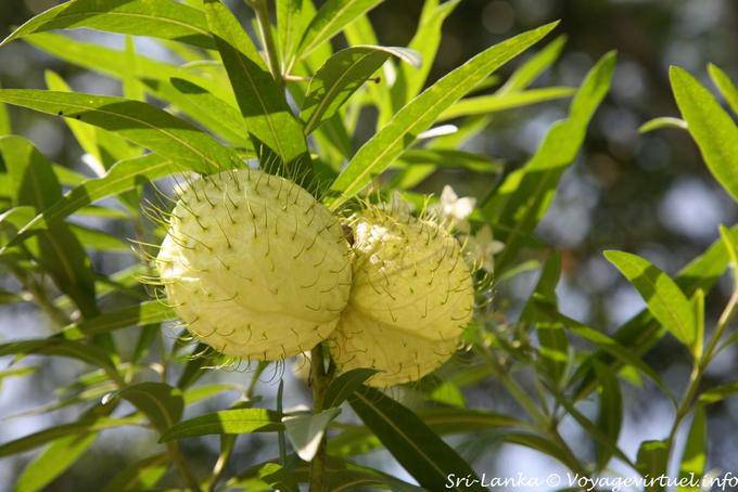 Las frutas no recuerdo el nombre, Ramboda, Nuwara Eliya - Ceilan Sri Lanka