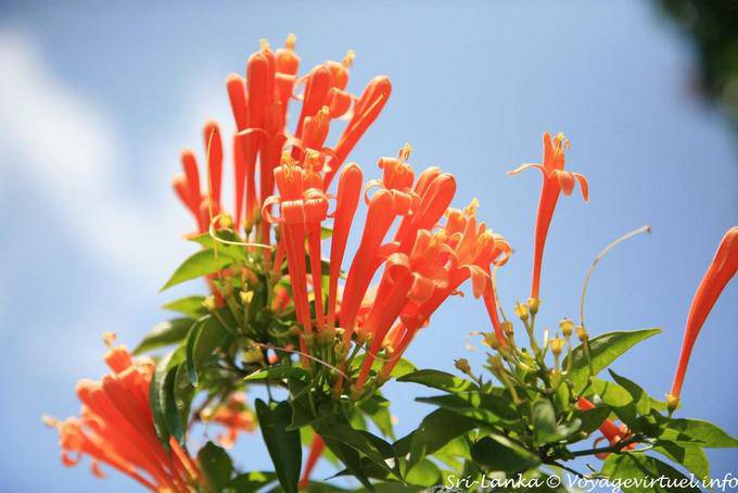 Flores en un arbusto en Glenloch Tea Factory - Ceilan Sri Lanka