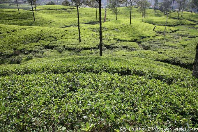 La planta del té pertenece a la familia de las camelias, Tea Road, Nuwara Eliya - Ceilan Sri Lanka