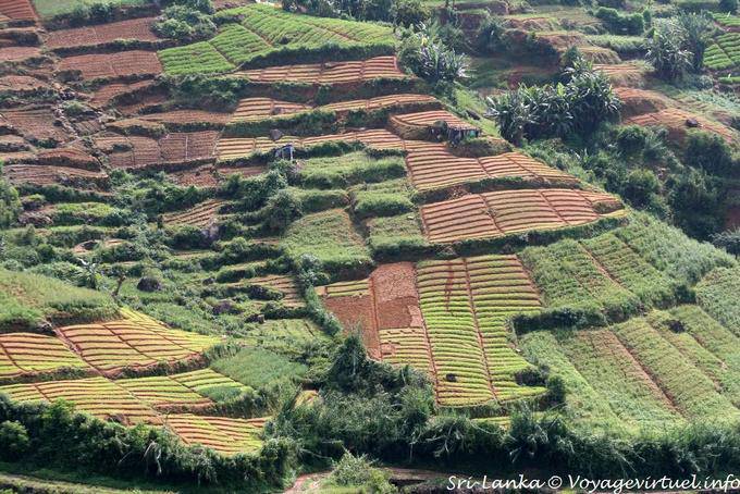 Los campos de plantas de té en varias etapas de la cultura, la PBC Highway, Nuwara Eliya - Ceilan Sri Lanka