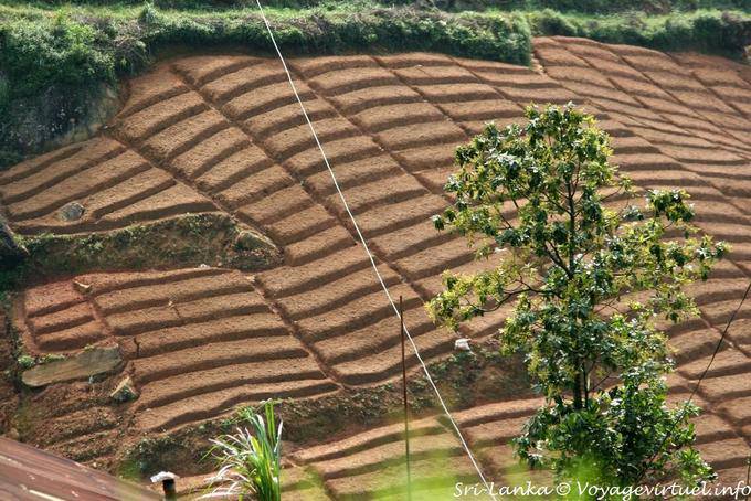 Preparación de la plantación de plantas de té antes del trasplante - Ceilan Sri Lanka