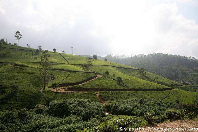 Plantación de té, árboles pequeños que no exceda de 1,5 m de altura, Nuwara Eliya - Ceilan Sri Lanka