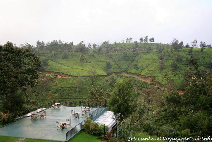 Terraza en medio de plantaciones de té paisaje, Tea Factory, Nuwara Eliya - Ceilan Sri Lanka