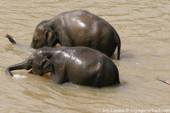 Baño de elefantes en el río Ma Oya, Pinnawela Orfanato de elefantes - Ceilan Sri Lanka