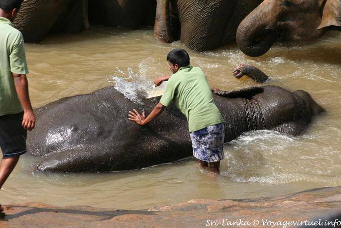 El cepillado del orfanato de elefantes en Pinnawela - Ceilan Sri Lanka