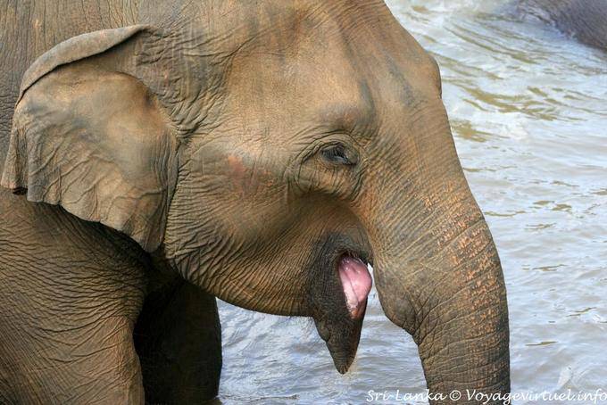 Elefante que tira de la lengua, Pinnawela - Ceilan Sri Lanka