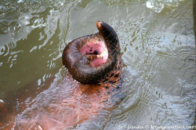 Después de mal en forma de pera de Asia elefantes Pinnawela - Ceilan Sri Lanka