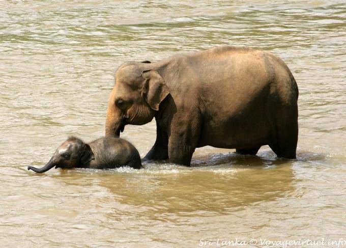 Iniciación del elefante bebé para nadar con su madre, Pinnawela Orfanato - Ceilan Sri Lanka