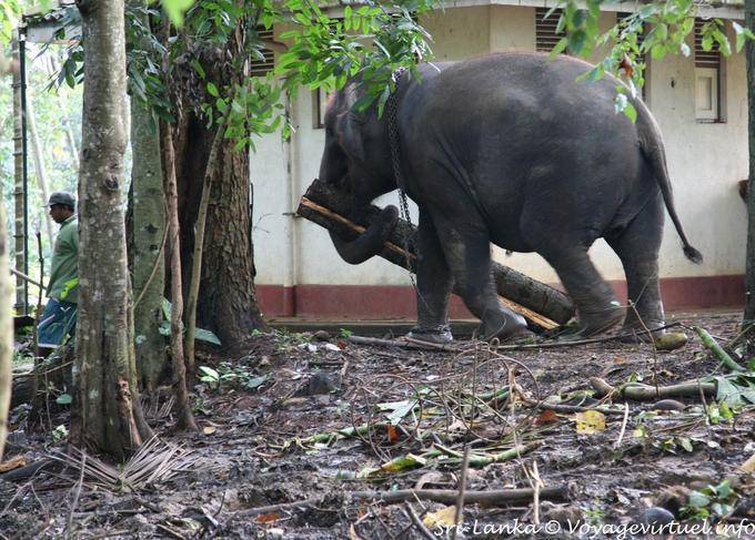 Portage tronco de un elefante asiático, Pinnawela - Ceilan Sri Lanka