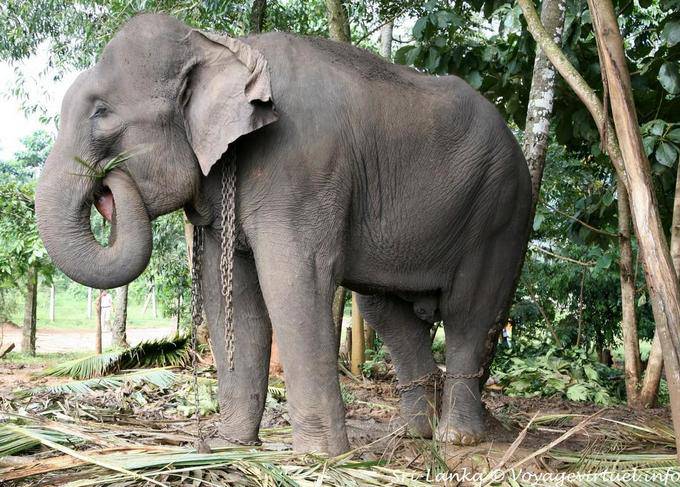 Gran elefante está alimentando hojas de palma, Pinnawela - Ceilan Sri Lanka
