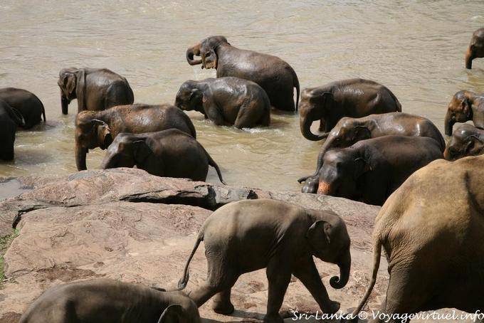 Elefante del bebé en el rebaño de ir al río, Pinnawela - Ceilan Sri Lanka