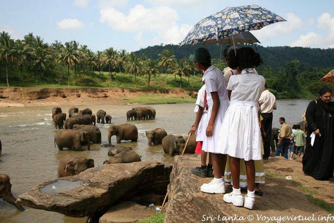 Colegialas vestidas de blanco admirando a los elefantes bañan Pinnawela - Ceilan Sri Lanka