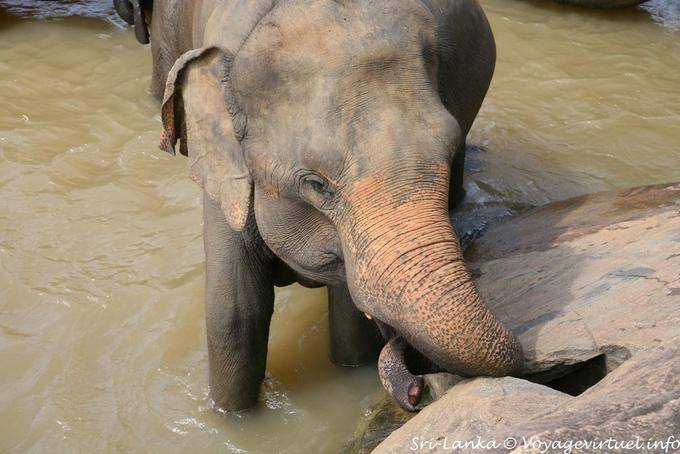 Pinnawela, un elefante que muy equivocados - Ceilan Sri Lanka