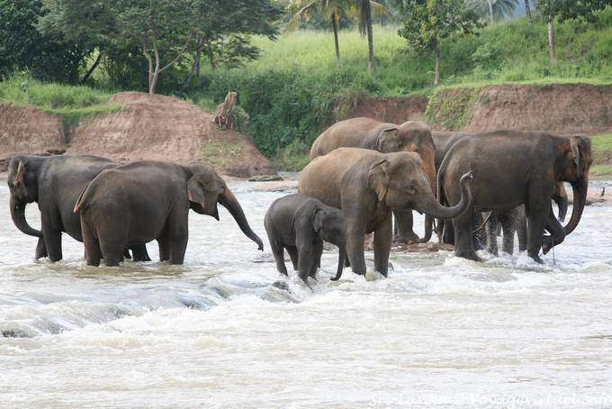 Manada de elefantes en los rápidos del Maha Oya, Pinnawela - Ceilan Sri Lanka