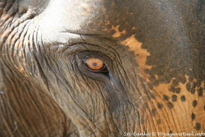 Ojo del elefante indio cerca, Pinnawela - Ceilan Sri Lanka
