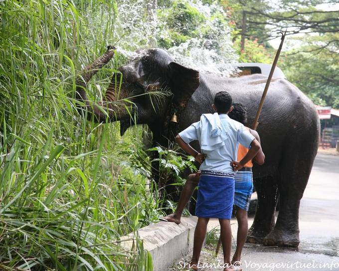 Elefante riego es con la trompa a lo largo del camino, Pinnawela - Ceilan Sri Lanka