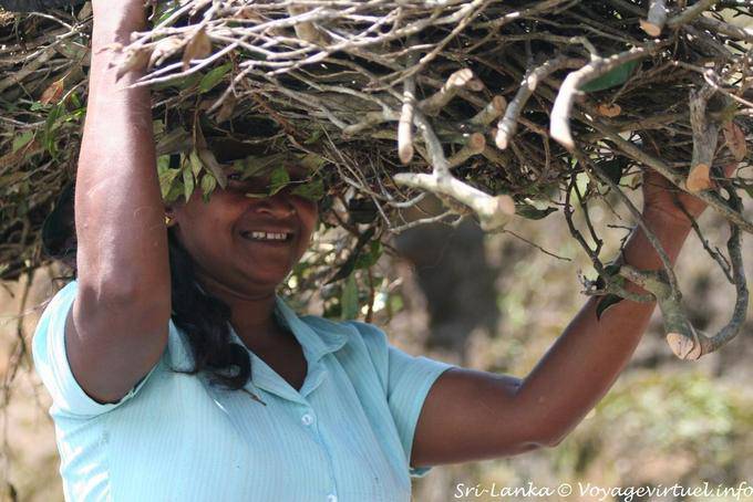 Plantas de té de Sri Lanka que llevan el tamaño de la cabeza - Ceilan Sri Lanka