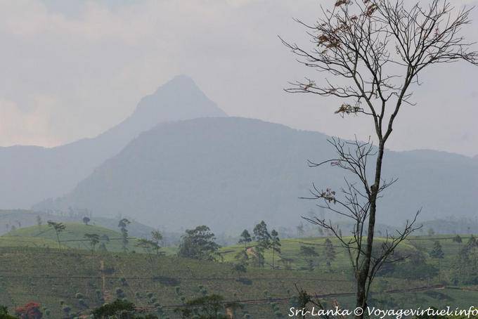 Montañas en la niebla (pico de Adán), Central Province - Ceilan Sri Lanka