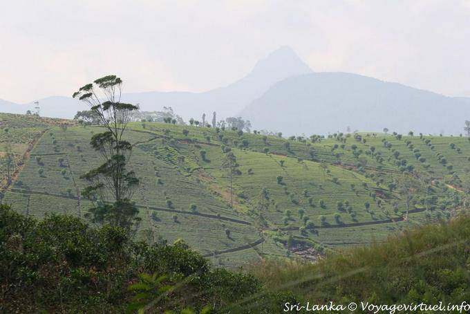 Colina diseñada por plantaciones de té - Ceilan Sri Lanka