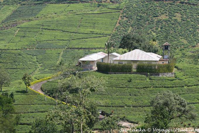 Tea Factory, Central Province - Ceilan Sri Lanka