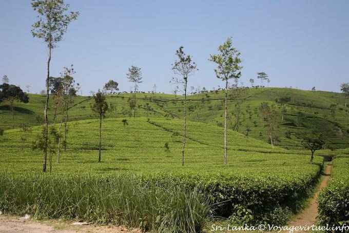 Té paisaje plantación de alrededor de Hatton - Ceilan Sri Lanka