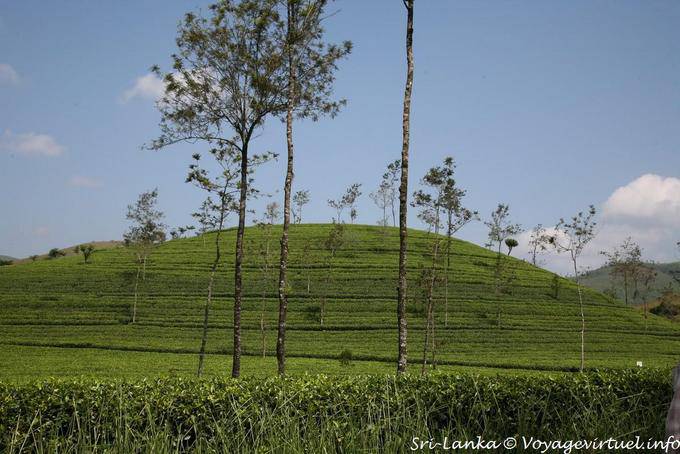 Plantas de té colina entre Hatton y Kotagala - Ceilan Sri Lanka