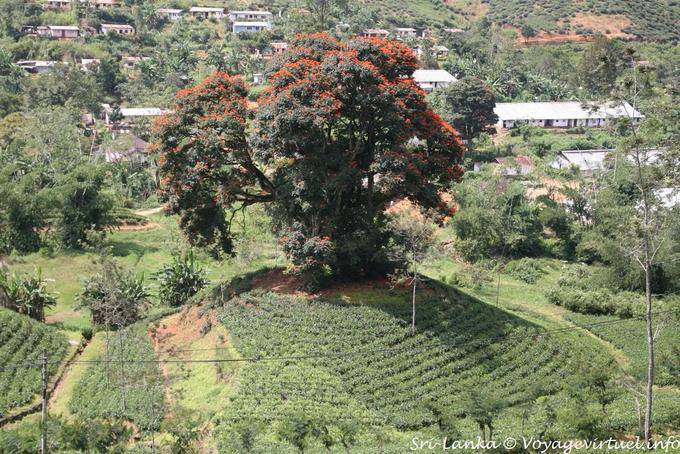 Hermosa extravagante sobre un montículo, Kalugala - Ceilan Sri Lanka