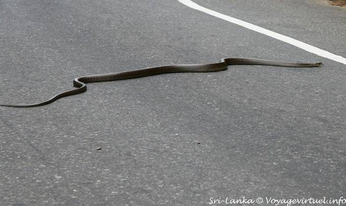 Serpiente de cruzar la carretera a Kalugala - Ceilan Sri Lanka