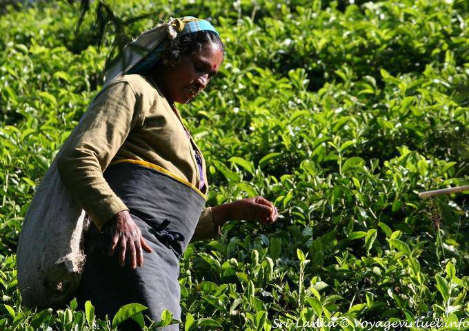 Equipo para selector de té, Radella atajo carretera - Ceilan Sri Lanka