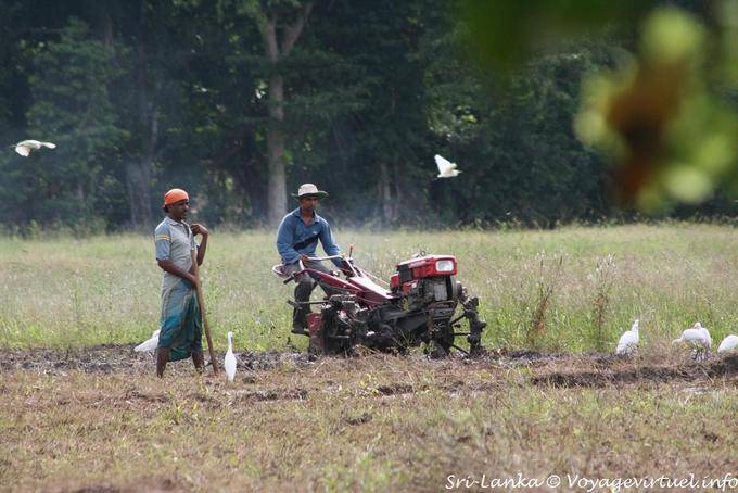 Trabajo en torno a Habarana - Ceilan Sri Lanka