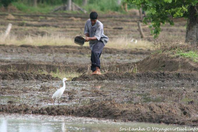 Granjero en un campo de arroz a Habarana - Ceilan Sri Lanka