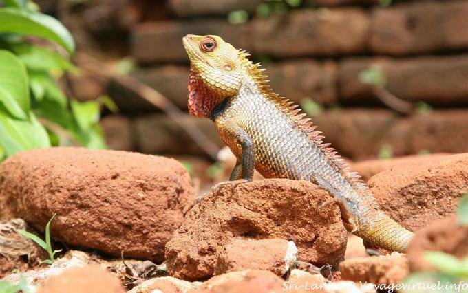 Lagarto de la familia de Agamas, Sigiriya Monte del Recuerdo - Ceilan Sri Lanka