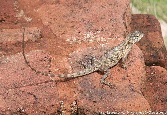 Tipo de Agama en un tanque en la parte superior del monte Sigiriya - Ceilan Sri Lanka