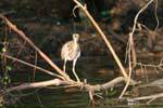 Mirada de la garza, manglar Bentota, Ceilan Sri Lanka.