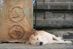 El sueño del perro en el santuario, Gadaladeniya templo, Kandy, Ceilan Sri Lanka.